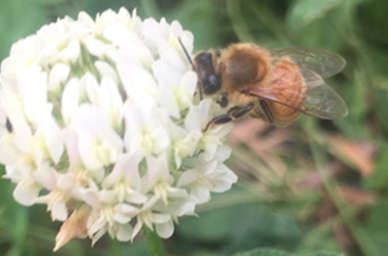 天然蜂蜜來之不易！